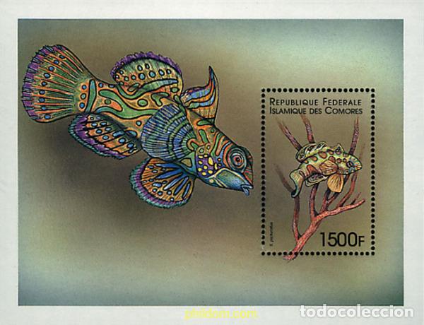 Sellos: 607668 MNH COMORES 1999 VIDA MARINA