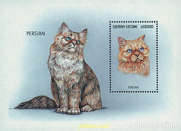 Sellos: 362262 MNH SIERRA LEONA 1996 GATOS DEL MUNDO