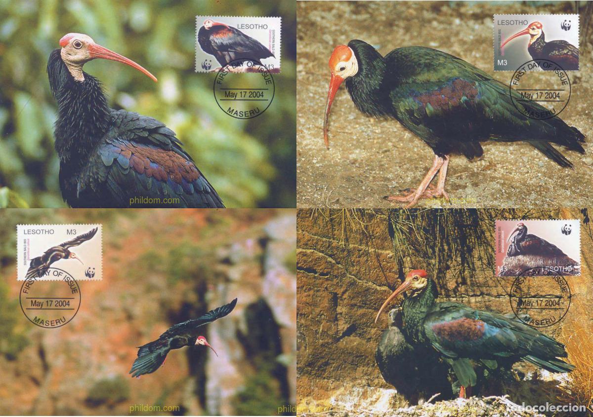 Sellos: 134027 MNH LESOTHO 2004 WWF. GERONTICUS CALVUS