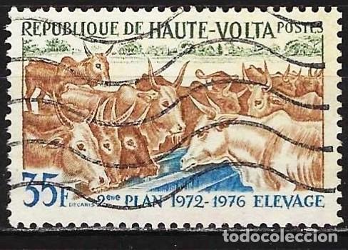 Sellos: Alto Volta 1972 - Mi 380 - YT 276 - Cr&iacute;a de ganado vacuno