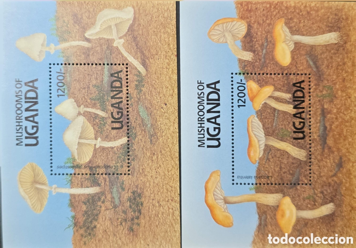 Sellos: CA)Uganda + 2000s + Mushroom Issue + Pair of 1200/- stamps depicting Leucocoprinus cepistipes and Le