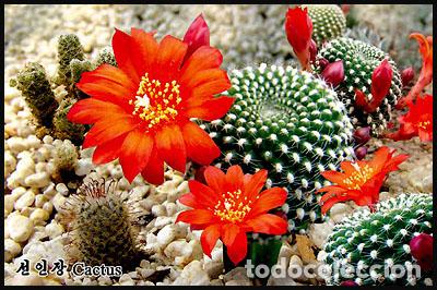 Sellos: RPDC 2011 Cactus - Foto 1