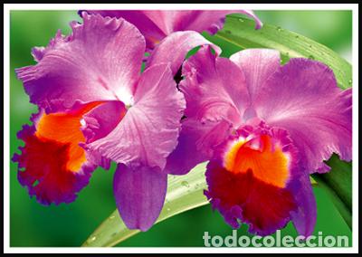Sellos: RPDC 2014 orquнdeas - Foto 1
