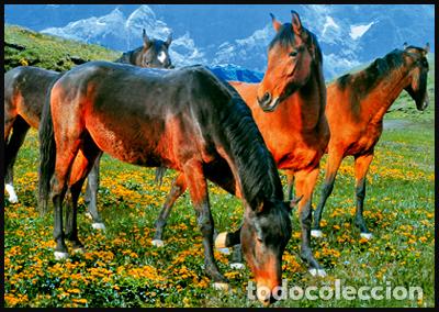 Sellos: RPDC 2013 Caballos - Foto 1