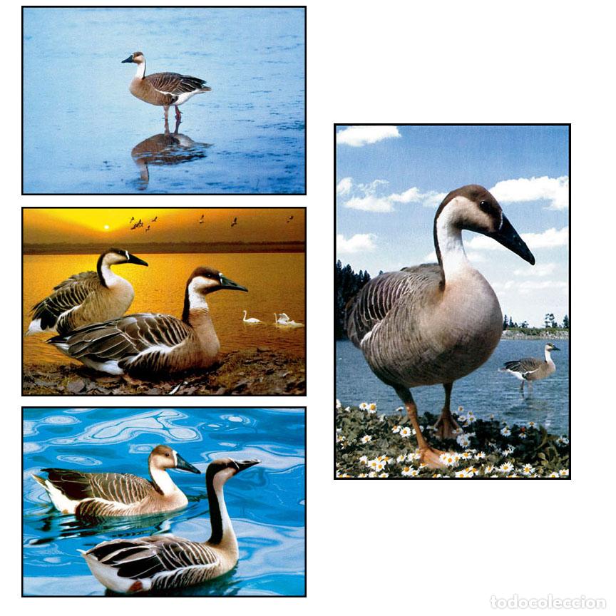 Sellos: RPDC 2004 Cisne - Foto 1