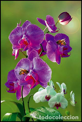 Sellos: RPDC 2010 orquнdeas - Foto 1