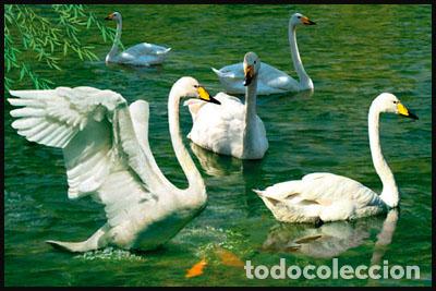 Sellos: RPDC 2011 Cisne - Foto 1