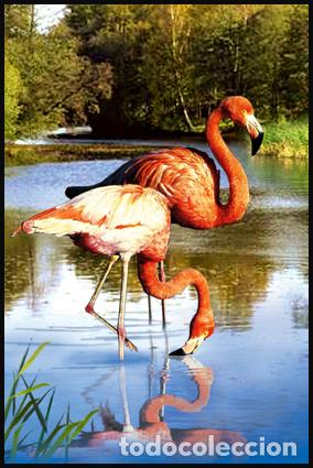 Sellos: RPDC 2012 Phoenicopterus roseus - Foto 1