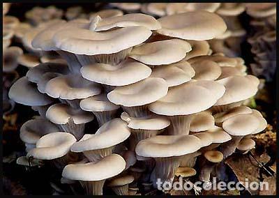 Sellos: RPDC 2015 Hongos - Foto 1