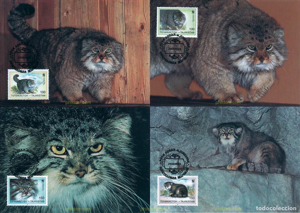 Sellos: 7488 MNH TAYIKISTAN 1996 GATO DE PALLAS
