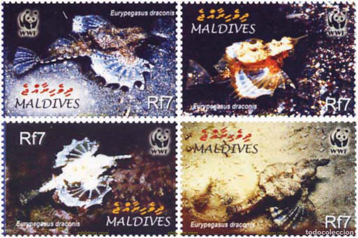 Sellos: 147913 MNH MALDIVAS 2004 EURYPEGASUS DRACONIS