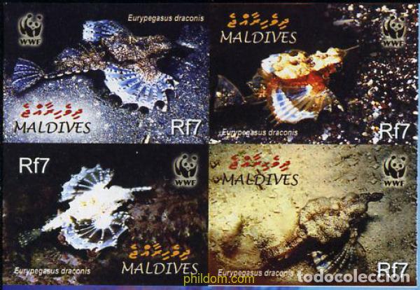 Sellos: 203572 MNH MALDIVAS 2004 EURYPEGASUS DRACONIS