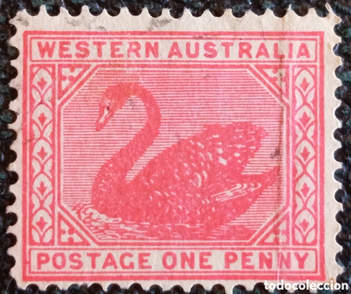 Sellos: Sello Australia Occidental 1902 Cisne 1 Penique Rosa Michel 42 / Scott 76