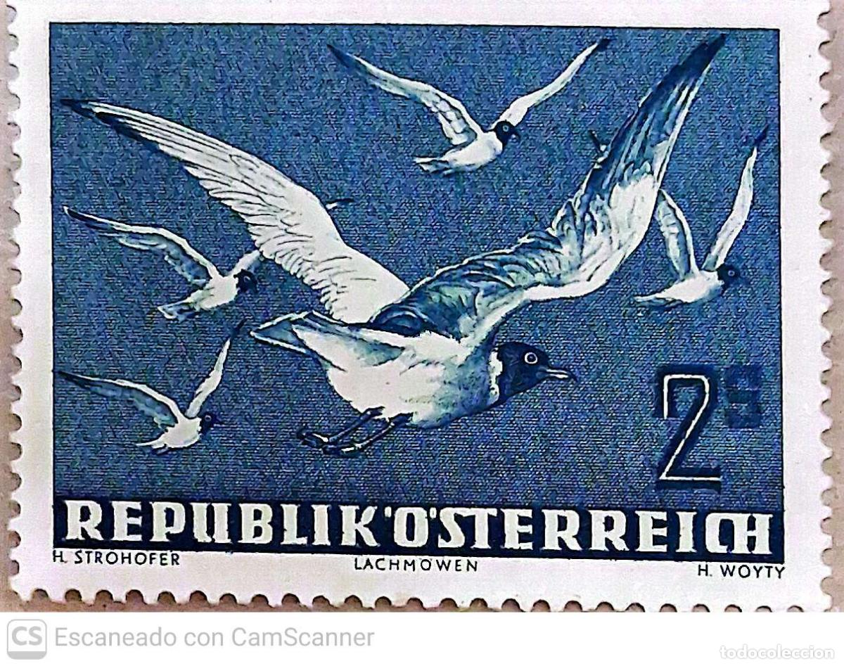 Sellos: Austria. A 56 Fauna: Gaviotas de cabeza negra. 1950/53. Sellos nuevos y numeraci&oacute;n Yvert