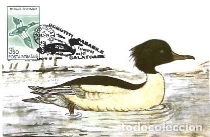 Sellos: Romania & Maximo, Mergus serrator, Isoara 1993 (7979) - Foto 1