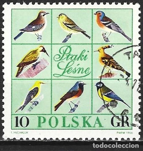 Sellos: Polonia 1966 - Mi 1718 - YT 1568 - Aves paseriformes del bosque