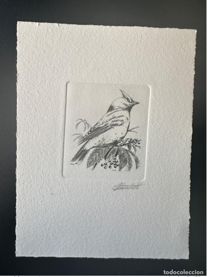 Briefmarken: B&eacute;lgica 1994 COB 2534 Prueba de artista FDC Oiseau Andr&eacute; Buzin Boreal Waxwing