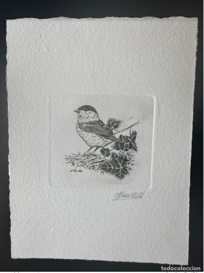 Briefmarken: B&eacute;lgica 1997 COB 2695 Prueba de artista FDC Bird Andr&eacute; Buzin Boreal Tit