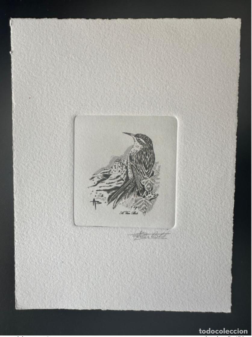 Francobolli: B&eacute;lgica 2000 COB 2936 Silbador FDC Bird Andr&eacute; Buzin Pouillot a prueba de artistas