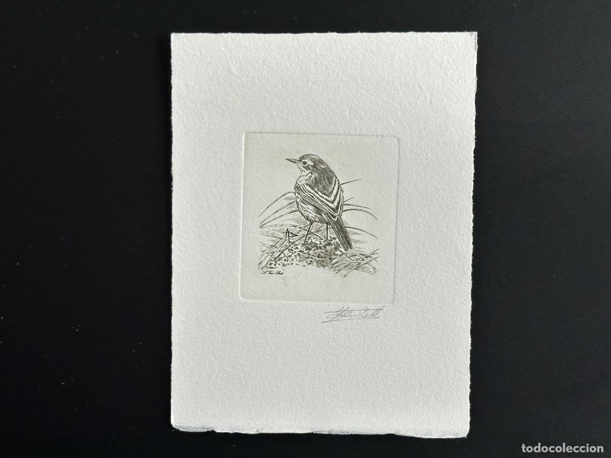 Sellos: B&eacute;lgica 1997 COB 2725 A prueba de artista FDC Bird Andr&eacute; Buzin Green Wagtail