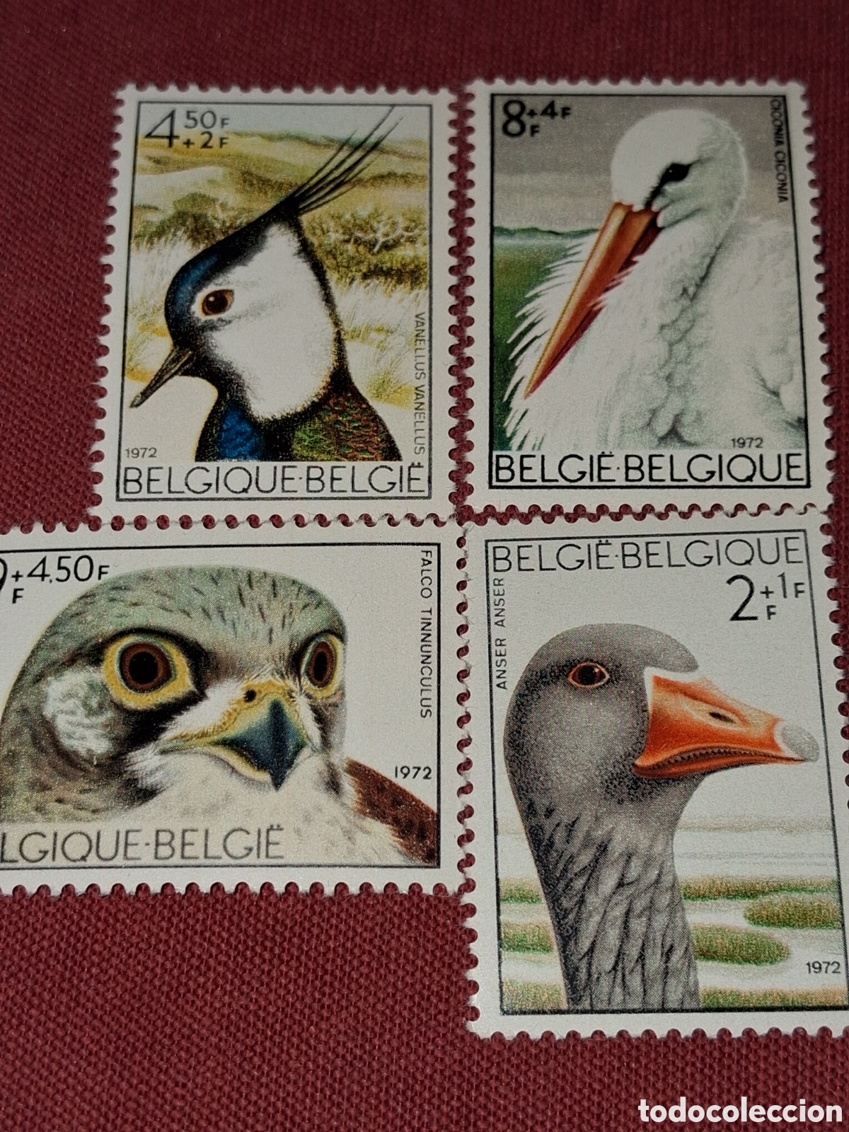 Sellos: Sello B&eacute;lgica nuevo 1972. Fauna reserva naturaleza Zwin. Aves. Pajaros. Oca. Halcon. Animales