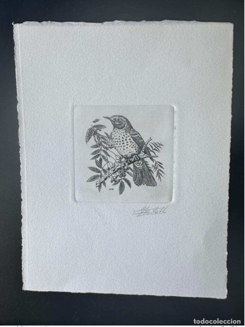 Sellos: B&eacute;lgica 1991 COB 2426 Prueba de artista FDC Oiseau Andr&eacute; Buzin Musical Thrush