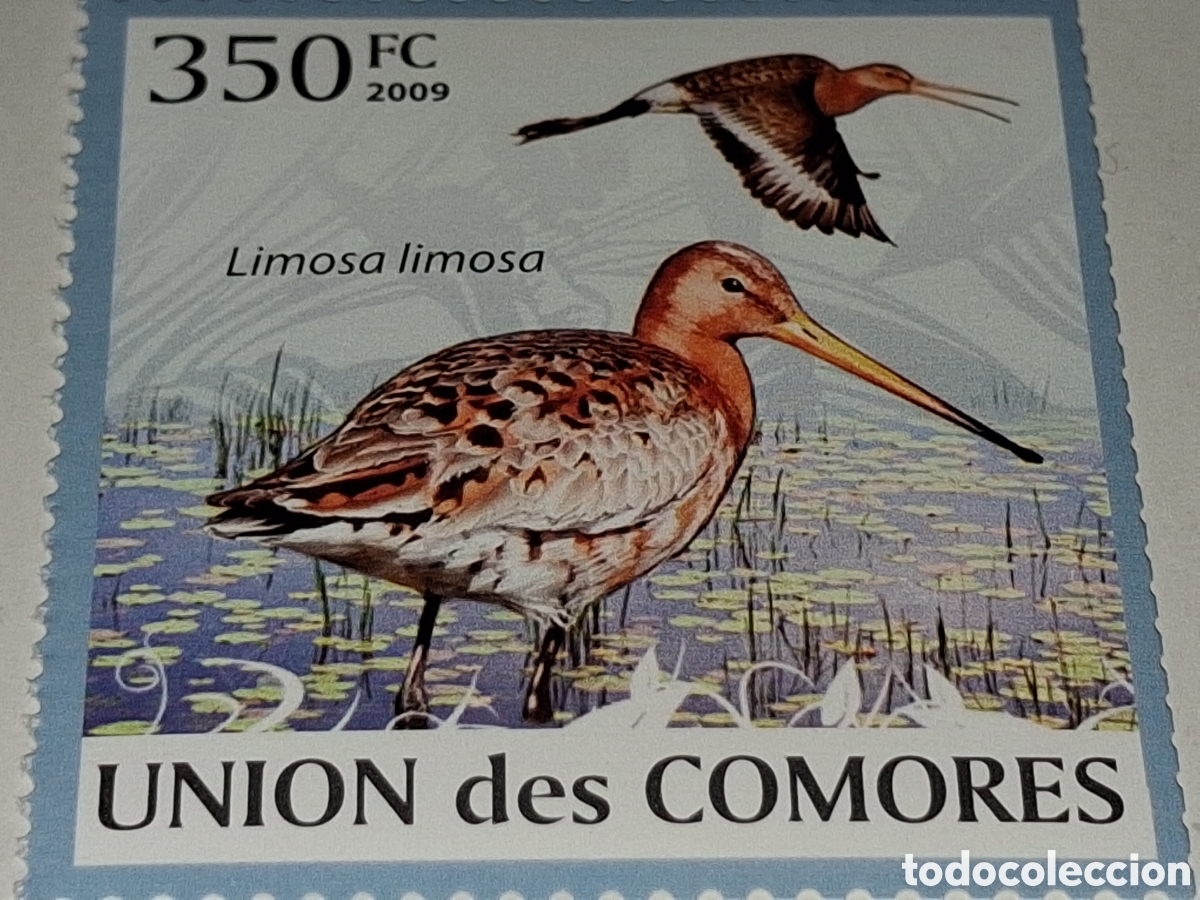 Sellos: Sello Comoras nuevo 2009. Aves acuaticas. P&aacute;jaros. Fauna. Fauna colibrera. Animales.