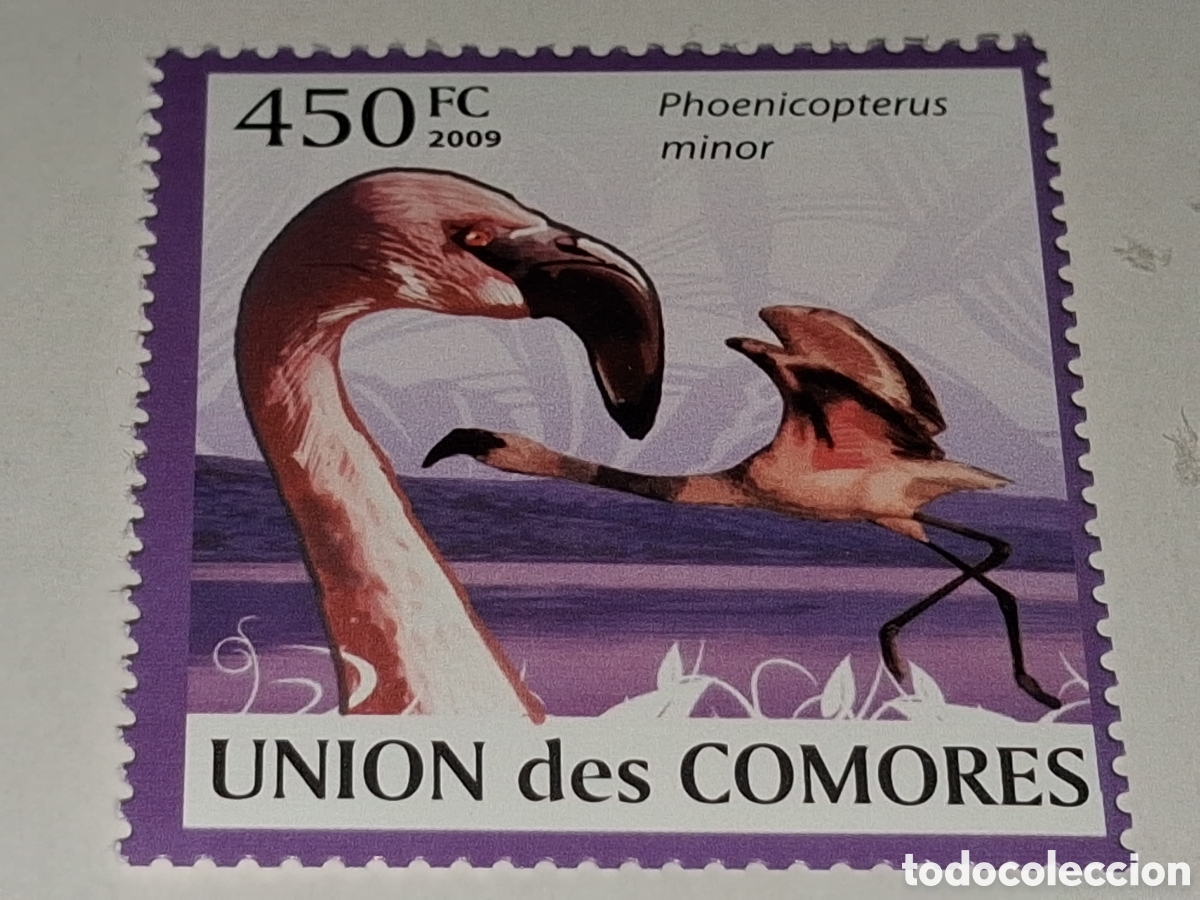 Sellos: Sello Comoras nuevo 2009. Aves acuaticas. P&aacute;jaros. Flamenco menor. Animales. Fauna. Naturaleza