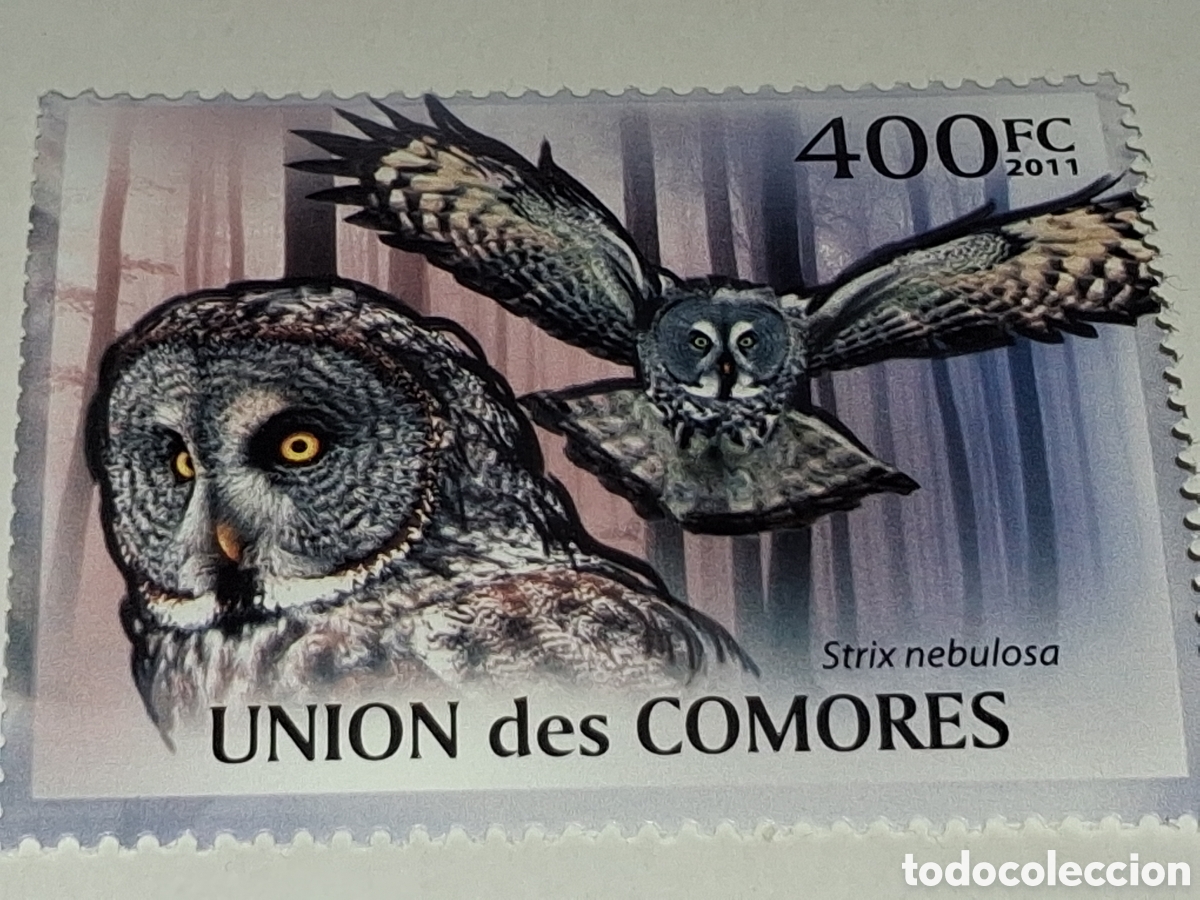 Sellos: Sello Comoras nuevo 2011. Mochuelo. Lechuza. B&uacute;ho. Aves rapaces. Fauna. Animales.