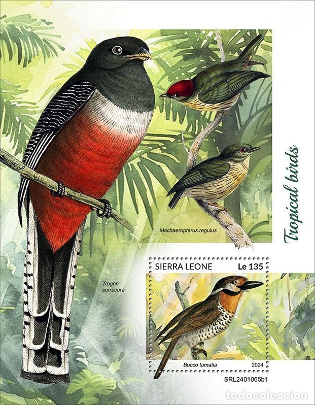 Selos: Sierra Leona 2024 Mi. Bl. 3168 bloque aves tropicales