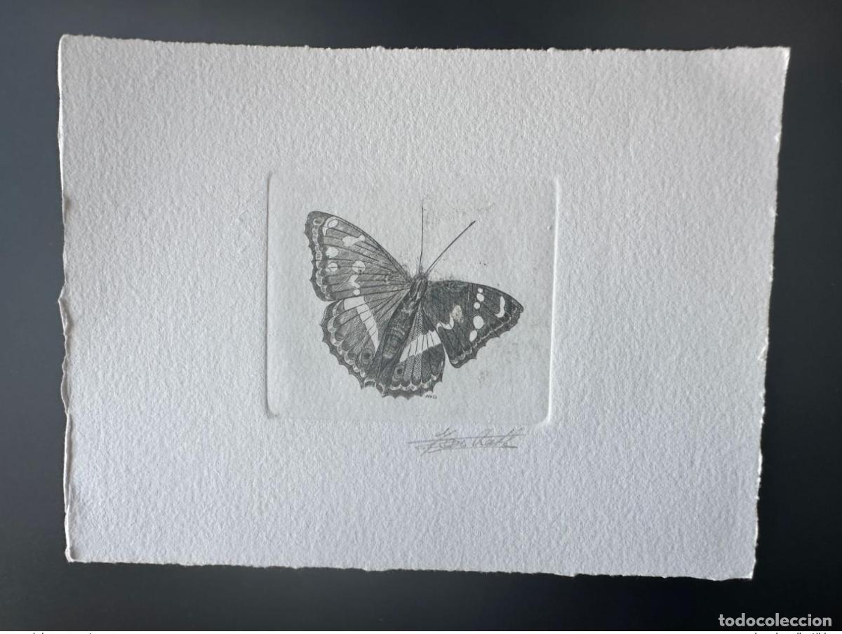 Sellos: B&eacute;lgica 1993 COB 2504 Prueba art&iacute;stica FDC Papillon Butterfly Apatura iris