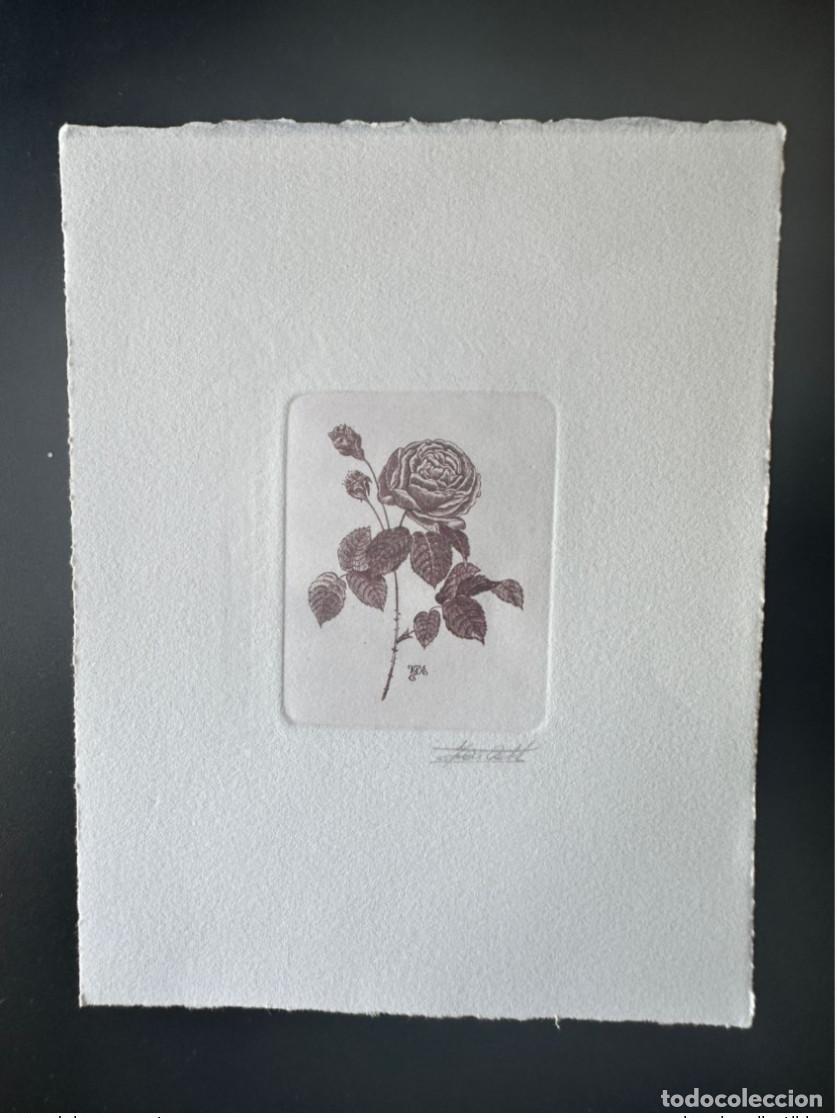 Sellos: B&eacute;lgica 1990 COB 2374 Prueba art&iacute;stica FDC Fleur Rose Ad&eacute;la&iuml;de Redout&eacute;