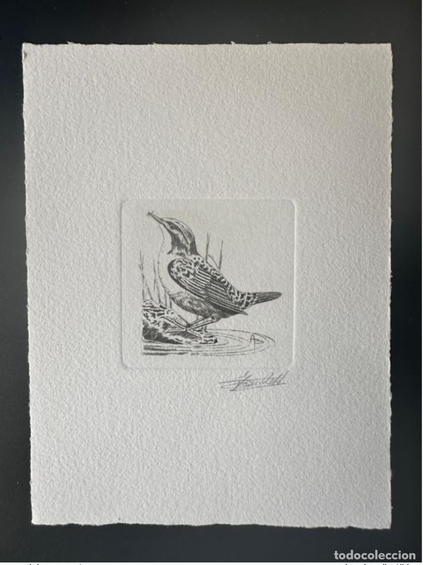 Sellos: B&eacute;lgica 1992 COB 2459 Prueba de artista FDC Bird Andr&eacute; Buzin Cincle Diver