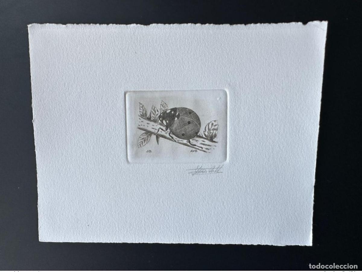 Sellos: B&eacute;lgica 1996 COB 2632 Artist proof Ladybug K&auml;fer Black Beetle