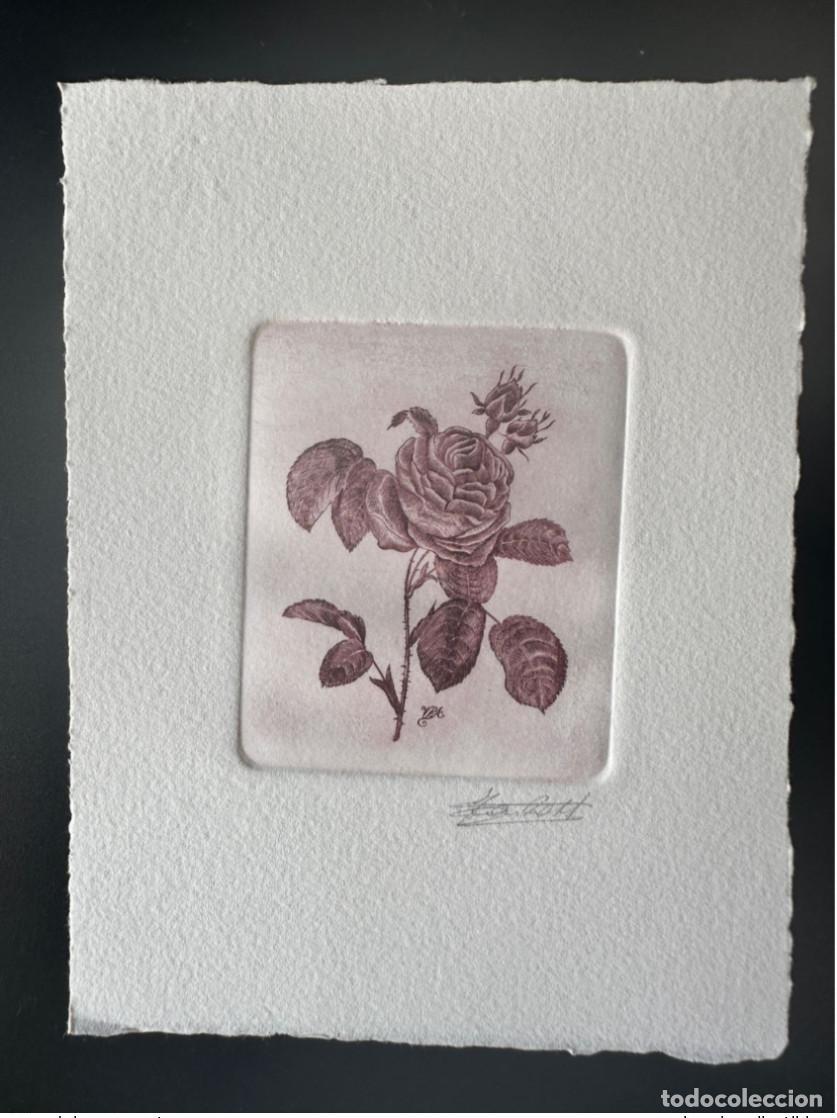 Sellos: &iquest;B&eacute;lgica? &iquest;MAZORCA? Primer d&iacute;a de prueba art&iacute;stica: FDC Fleur Rose Pierre-Joseph Redout&eacute;II