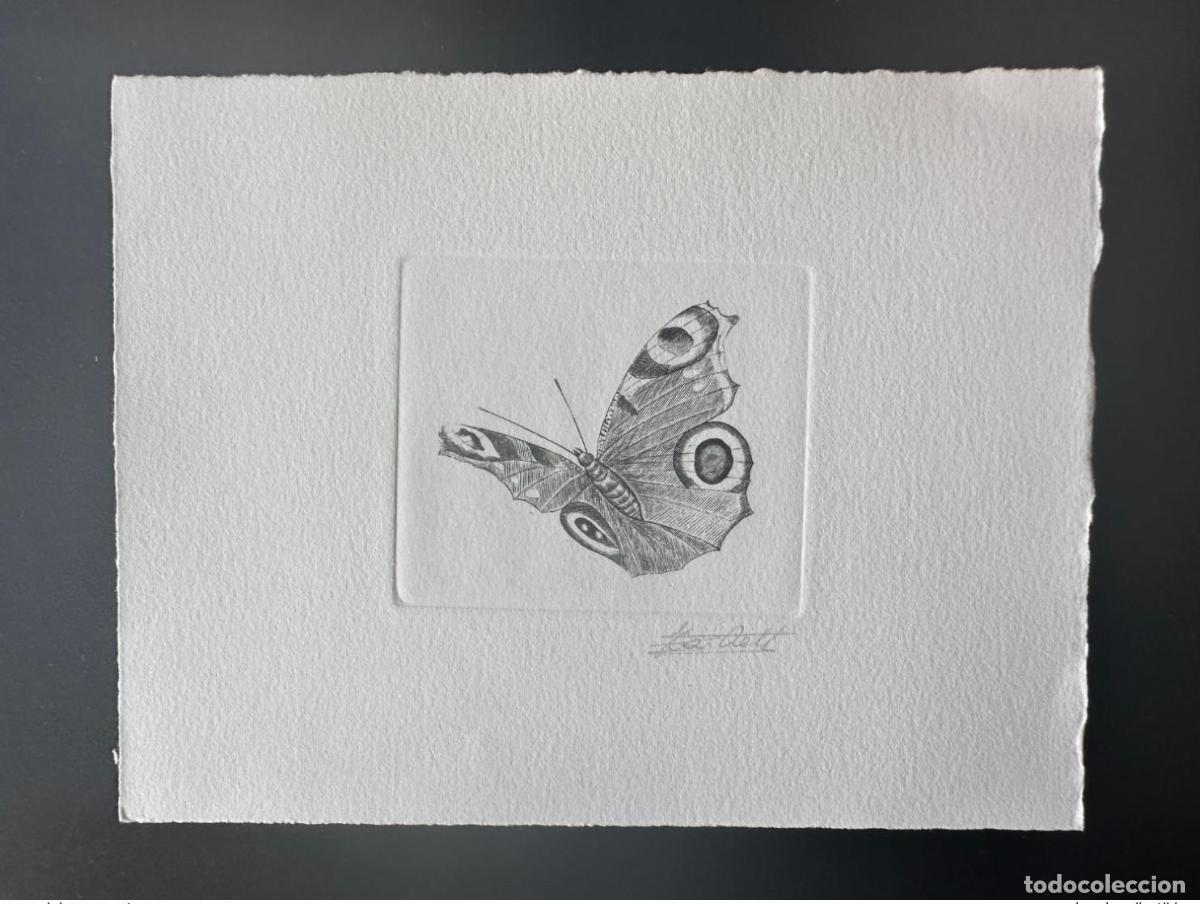 Sellos: B&eacute;lgica 1993 COB 2505 Prueba art&iacute;stica FDC Papillon Schmetterling Inachis io