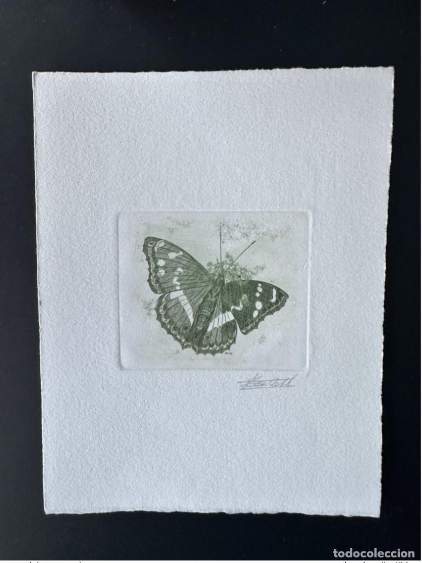 Sellos: B&eacute;lgica 1993 COB 2504 Prueba art&iacute;stica FDC Papillon Apatura iris verde