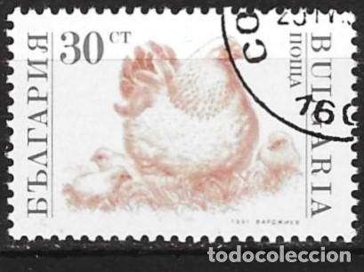 Sellos: Bulgaria 1991 - Mi 3881 - YT 3358 - Fauna : La gallina
