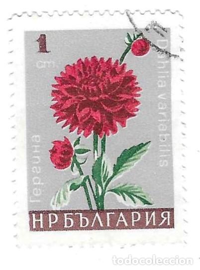 Sellos: Sello usado Bulgaria. n&ordm; 1681. Flores de Jard&iacute;n. Dalia. ref. 2-bul1681