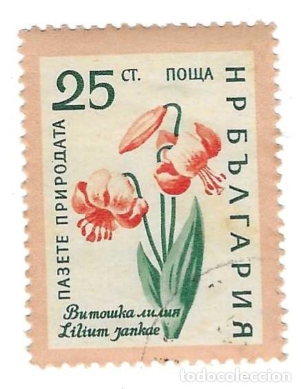 Sellos: Sello usado Bulgaria. n&ordm; 1166. a&ntilde;o 1960. Flores. Lirio de los Pirineos. ref. 2-bul1166