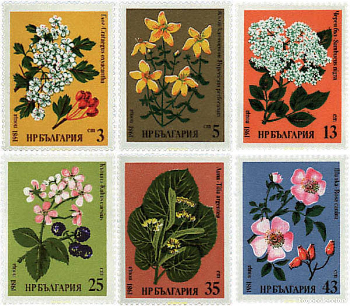 Sellos: 83678 MNH BULGARIA 1981 FLORES DE PLANTAS MEDICINALES