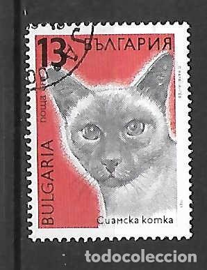 Sellos: Gato siam&eacute;s en Bulgaria, sello a&ntilde;o 1989
