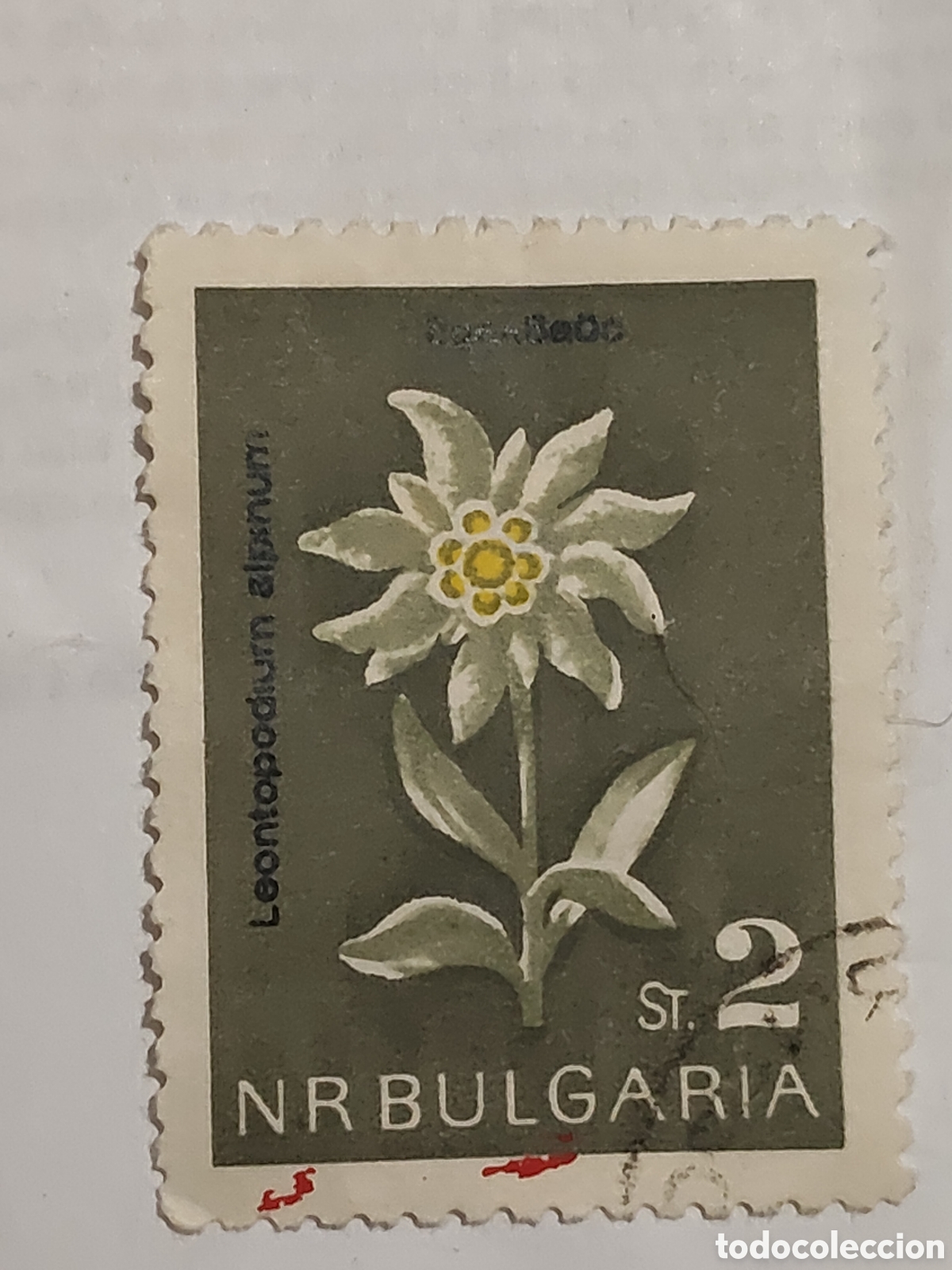 Selos: Sello de Bulgaria Flor de Edelweiss 1963