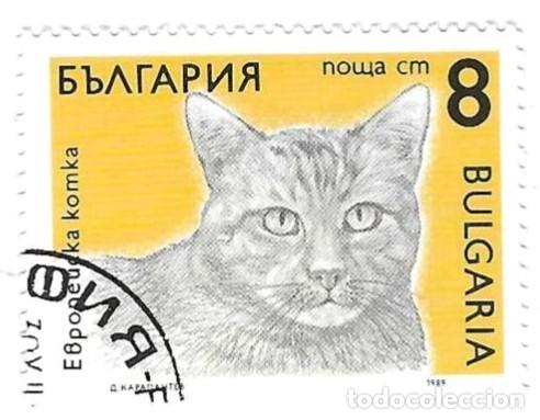 Sellos: Sello usado Bulgaria. n&ordm; 3824. Gatos. Europeo. ref. 2-bul3824