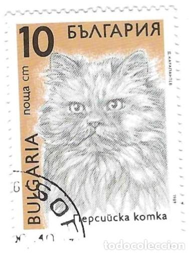 Sellos: Sello usado Bulgaria. n&ordm; 3825. Gatos. Persa. ref. 2-bul3825