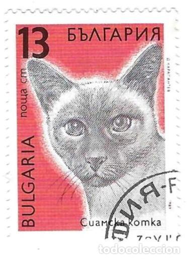 Sellos: Sello usado Bulgaria. n&ordm; 3827. Gatos. Siames. ref. 2-bul3827
