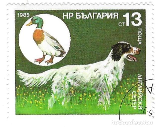 Sellos: Sello usado Bulgaria. n&ordm; 3441. Perros de Caza. Setter Ingles y Anade Real. ref. 2-bul3441