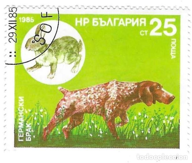 Sellos: Sello usado Bulgaria. n&ordm; 3443. Perros de Caza. Spaniel Aleman y Conejo. ref. 2-bul3443