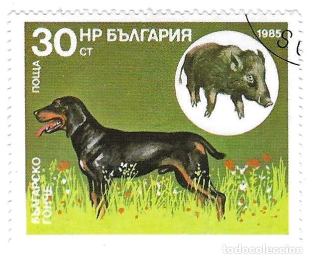 Sellos: Sello usado Bulgaria. n&ordm; 3444. Perros de Caza. Sabueso B&uacute;lgaro y Jabal&iacute;. ref. 2-bul3444