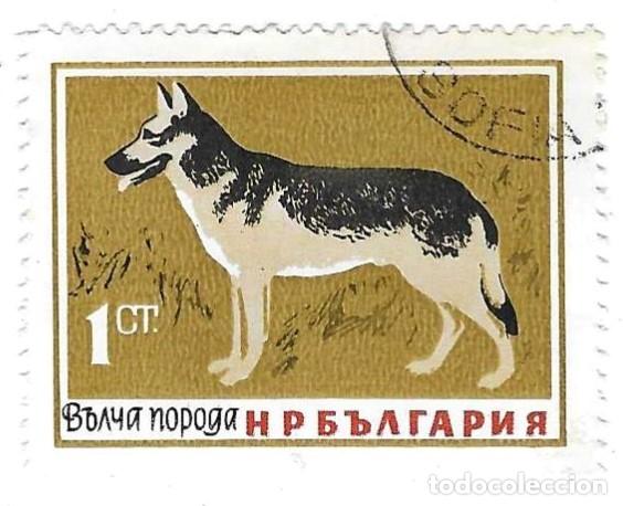 Sellos: Sello usado Bulgaria. n&ordm; 1455. Perros. Pastor Aleman. ref. 2-bul1455